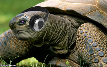 Turtle-Wearing-Headphones-57388